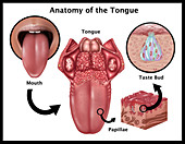 Anatomy of Taste,Illustration