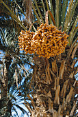 Dates in Morocco