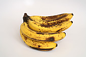 Banana Ripening Sequence