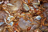 Shrimp and bycatch