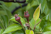 Immature Pears