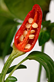 Sectioned Chile Pepper