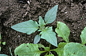 Thorn apple plant