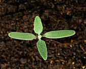 Lambsquarters Seedling