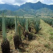 A sisal plantation