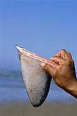 Gill Net Fisherman Holds Shark Fin
