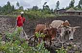 Oromo Tribe Man Plowing Fields