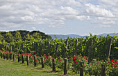 Vineyards at Chandon Winery,Australia