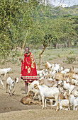 Masai Man Herding Goats