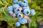 Blueberries