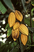 Cacao Pods