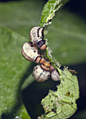 Colorado Potato Beetle Larvae