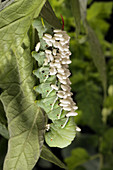 Parasitized tobacco hornworm
