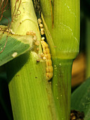American Bollworm Pest