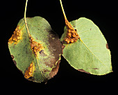 Pear rust (Gymnosporangium fuscum)