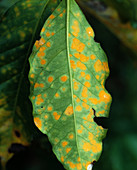 Coffee rust (Hemileia vastatrix)