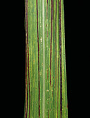 Sugar cane bacterial blight
