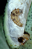 Spiny bollworm (Earias insulana)