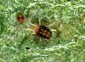 Fruit-tree red spider mite