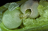 Turnip seed weevil