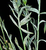 Powdery mildew on linseed plants