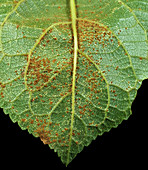 Plum rust (Tranzschelia discolor)