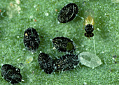 Parasitoid wasp (Encarsia formosa)