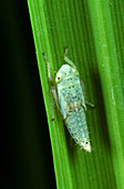Green Rice Leafhopper nymph