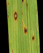 Brown spot (Helminthosporium oryzae)