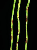Clover rust (Uromyces nerviphilus)