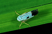 Green rice leafhopper