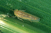 Corn leafhopper (Dalbulus maidis)