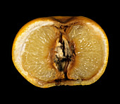 Brown rot on grapefruit