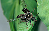 Pea seed beetle (Bruchus pisorum)