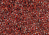 Azuki bean (Vigna angularis) seeds