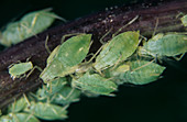 Sowthistle aphids (Hypermyzus lactucae)