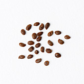 Kiwifruit seeds
