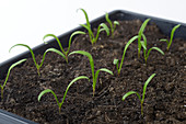 Growing spinach