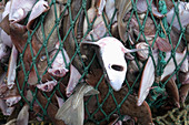 Dragger hauls in net full of fish