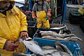 Fishermen clean Atlantic Cod Fish