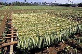 Tobacco Leaves Drying,Cuba