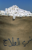 Sack of Cotton,Syria