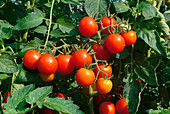 Ripe Cherry Tomatoes