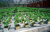 Hydroponic Tomato Plants