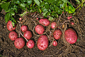 Red Potato Harvest