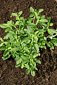 Stevia Plant