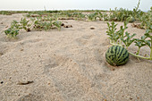 Watermelons grow on Dunes