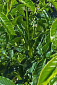 Coffee Foliage