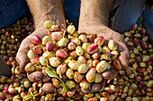 Freshly Picked Pistachios