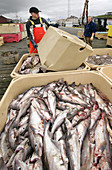 Icelandic Fish Catch